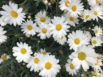 Close-up of white daisy flowers