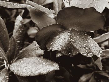 Close-up of wet flower