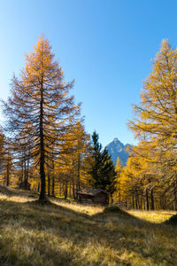Pine trees in forest during autumn