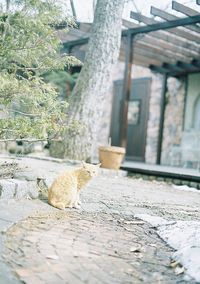 Cat looking up