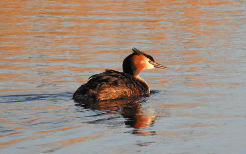 Duck swimming in lake