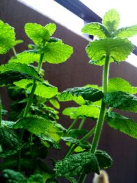 Close-up of ivy growing on plant