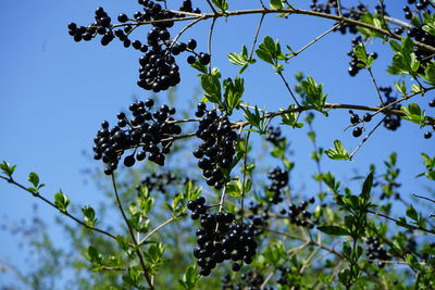 Low angle view of  black berries growing on tree against sky