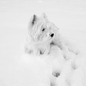 Dog lying on snow covered field