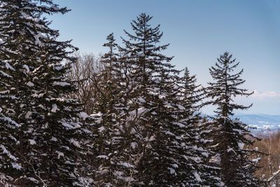 Low angle view of pine tree against sky during winter