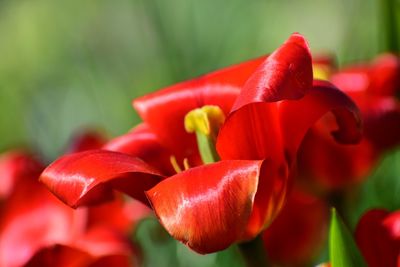 Close-up of red tulip