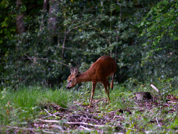 Deer in a forest