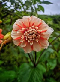 Close-up of pink dahlia flower