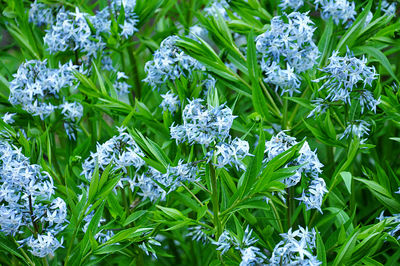 Close-up of white flowering plants in garden