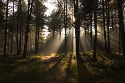 Sunlight streaming through trees in forest