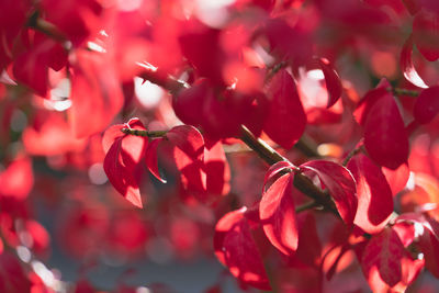 Close-up of red flowering plants