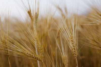 Close-up of stalks in wheat field