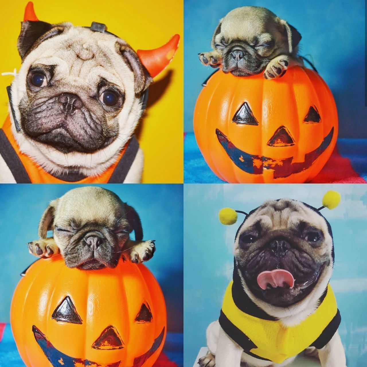 CLOSE-UP PORTRAIT OF A DOG IN A HALLOWEEN