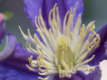 Close-up of purple flowering plant