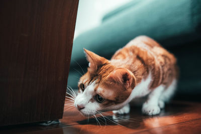 Close-up of a cat looking away