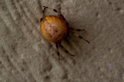 Close-up of snail