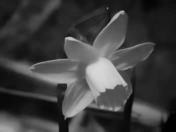 Close-up of white flowering plant