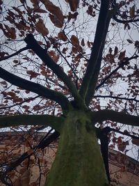 Low angle view of flowering tree against sky