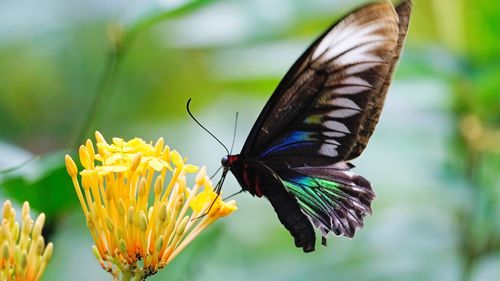 Close-up of butterfly pollinating on flower