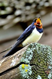 Close-up of bird perching on leaf