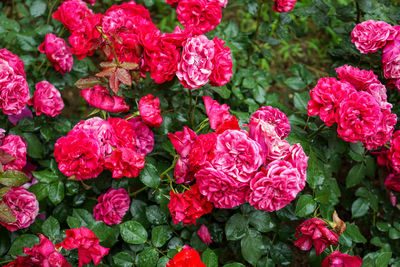 High angle view of pink roses on plant