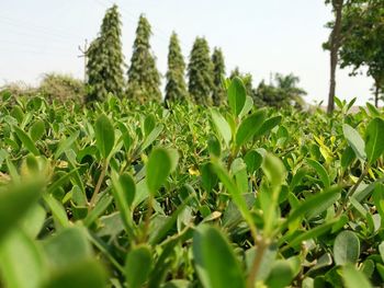 Close-up of corn field against clear sky