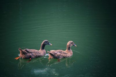 Ducks swimming in lake