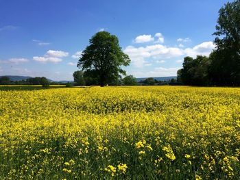 Scenic view of field against cloudy sky