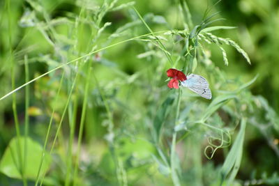 Close-up of red flower on plant