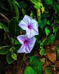 Close-up of purple flowering plant