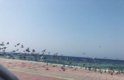 Birds flying over beach against clear sky