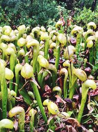 Close-up of plants growing on field