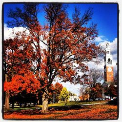 Autumn trees with building in background