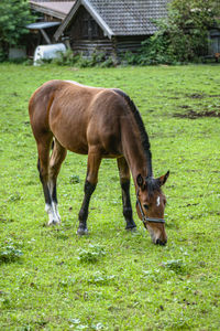 Horse grazing on field