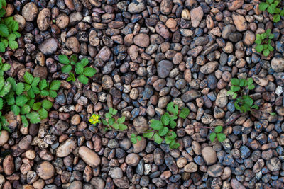 Full frame shot of pebbles