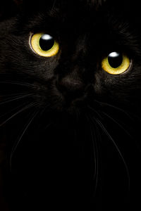 Close-up of cat eyes