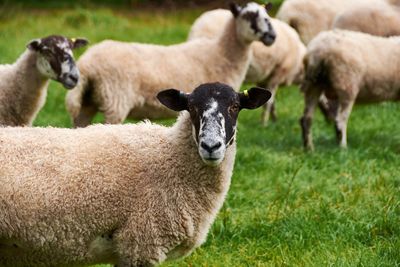 Portrait of sheep on field