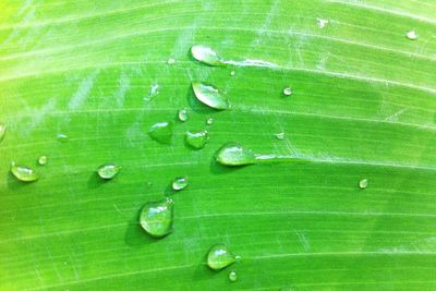 Close-up of water drops on leaf