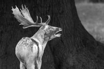 A black and white photograph of a fallow bellowing during the rutting season.