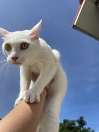 Close-up of hand holding cat against sky