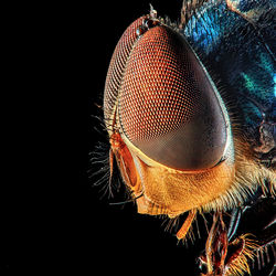 Close-up of fly against black background