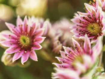 Close-up of pink flower blooming outdoors