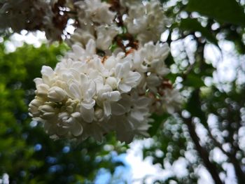 Close-up of white flowering plant