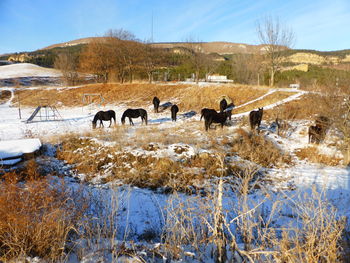 Horses in a field