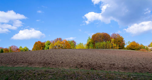 Trees growing on field against sky