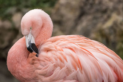 Close-up of flamingo