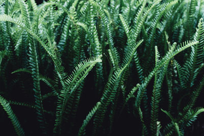 Full frame shot of plants