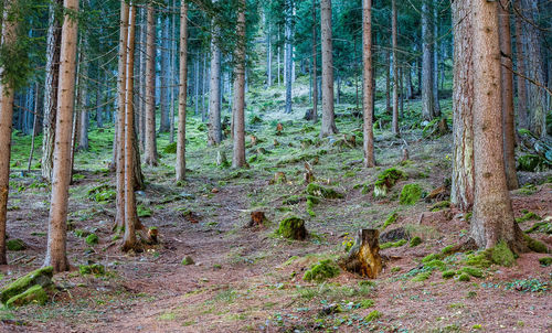 Trees growing in forest