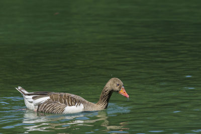 Duck swimming in lake