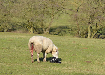 Sheep with infant on field
